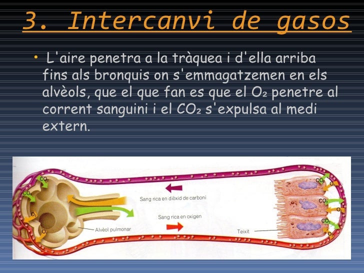 Resultat d'imatges de l'intercanvi de gasos als alvèols i als teixits