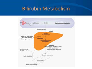Bilirubin Metabolism
 