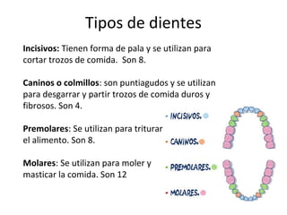 Tipos de dientes
Incisivos: Tienen forma de pala y se utilizan para
cortar trozos de comida. Son 8.
Caninos o colmillos: s...