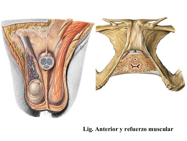 La crema para las heridas sobre el miembro viril