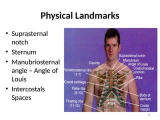 18
Physical Landmarks
• Suprasternal
notch
• Sternum
• Manubriosternal
angle – Angle of
Louis
• Intercostals
Spaces
 