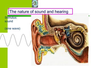 The nature of sound and hearing Stimulus:  sound (sine wave) 