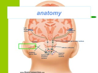 Left Auditory cortex Right Auditory cortex Cochlea Medial geniculate nucleus Inferior colliculus Superior Olivary nucleus Ipsilateral Cochlear nucleus Auditory nerve fiber anatomy 