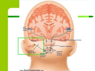 Left Auditory cortex Right Auditory cortex Cochlea Medial geniculate nucleus Inferior colliculus Superior Olivary nucleus Ipsilateral Cochlear nucleus Auditory nerve fiber 