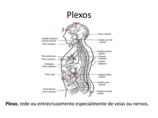 Plexos
Plexo, rede ou entrecruzamento especialmente de veias ou nervos.
 