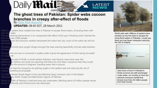Millions of spiders have crawled into trees in Pakistan to escape flood waters, shrouding them with
their silky webs.
The eye-catching phenomenon is an unexpected side-effect of last year's flooding which claimed the
lives of almost 2,000 people.
However, since the monsoon weather devastated the nation last July, much of the water has still not
yet receded.
The tiny arachnids have sought refuge amongst the trees weaving beautifully intricate webs between
the leaves.
The branches are now so cocooned in spiders webs it gives the appearance of them being shrouded
in a large net.
People in this part of Sindh, in south eastern Pakistan, near Karachi, have never seen this
phenomenon before, but locals are reporting that there are now fewer mosquitos than they would
expect, given the amount of stagnant, standing water that is around.
It is thought that the mosquitos are getting caught in the spiders web and reducing the risk of
malaria, benefiting local people.
The 2010 Pakistan floods began in last July following heavy monsoon rains in the Khyber
Pakhtunkhwa, Sindh, Punjab and Balochistan regions of Pakistan.
About one-fifth of Pakistan's total land area was underwater, affecting about 20 million people whose
homes, livelihoods and infrastructure was destroyed.
The ghost trees of Pakistan: Spider webs cocoon
branches in creepy after-effect of floods
By Daily Mail Reporter
UPDATED: 08:40 EDT, 28 March 2011
World wide web: Millions of spiders have
climbed up into the trees to escape the
rising flood waters in Pakistan. Locals say
there are now fewer mosquitos reducing
the risk of malaria.
Vast tracts of land in Pakistan's
Sindh province are still submerged
under water, six months on from the
extreme monsoon rainfall that
forced more than 20 million people
from their homes
 
