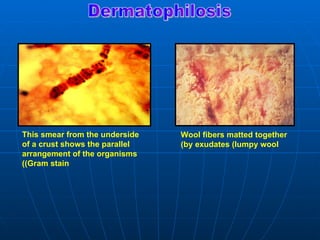 Lumpy Wool 2 bacterial affections sheep | PPT