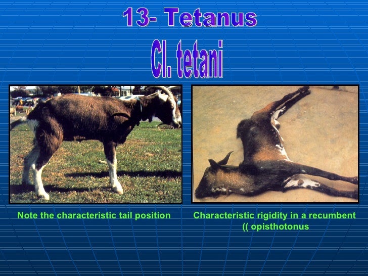 2 bacterial affections sheep