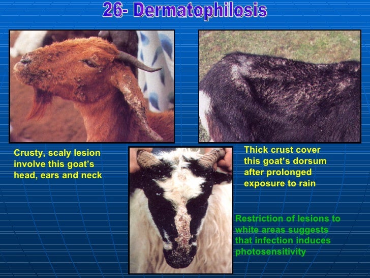 2 bacterial affections sheep