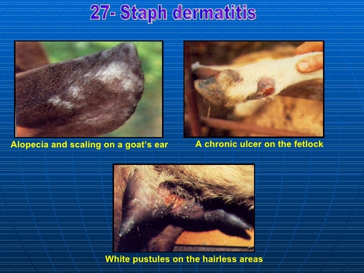 2 bacterial affections sheep