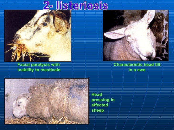 2 bacterial affections sheep
