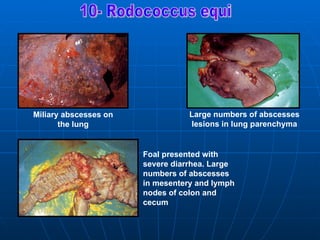 Miliary abscesses on              Large numbers of abscesses
       the lung                   lesions in lung parenchyma


                       Foal presented with
                       severe diarrhea. Large
                       numbers of abscesses
                       in mesentery and lymph
                       nodes of colon and
                       cecum
 