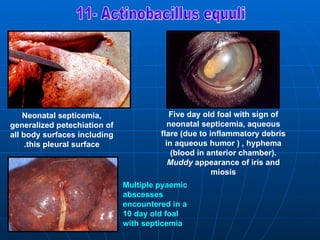 Neonatal septicemia,                  Five day old foal with sign of
generalized petechiation of               neonatal septicemia, aqueous
all body surfaces including            flare )due to inflammatory debris
     .this pleural surface               in aqueous humor ( , hyphema
                                           )blood in anterior chamber(.
                                          Muddy appearance of iris and
                                                      miosis
                              Multiple pyaemic
                              abscesses
                              encountered in a
                              10 day old foal
                              with septicemia
 