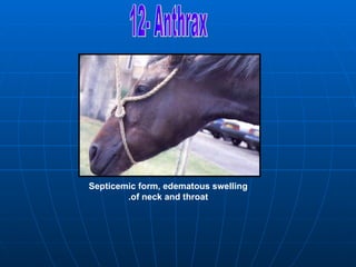 Septicemic form, edematous swelling
        .of neck and throat
 