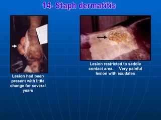 Lesion restricted to saddle
                       contact area. Very painful
                           lesion with exudates
 Lesion had been
 present with little
change for several
      years
 