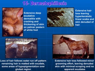 Extensive hair
                     Extensive deep                           loss leaving
                     exudative                                hyperkeratotic
                     dermatitis with                          linear scabs and
                     cracking and                             skin denuded of
                     thickening of skin                       hair
                     on palmar pastern
                     of white foot




Loss of hair follows water run off pattern   Extensive hair loss followed minor
 remaining hair is matted with exudate,      grooming effort, leaving denuded
 some areas of hypopigmentation over         skin with minimal scraping and no
              gluteal region                         apparent exudates
 