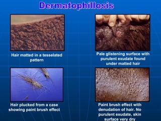 Hair matted in a tesselated   Pale glistening surface with
           pattern               purulent exudate found
                                    under matted hair




 Hair plucked from a case      Paint brush effect with
showing paint brush effect     denudation of hair. No
                               purulent exudate, skin
                                  surface very dry
 
