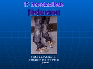 Highly painful necrotic
changes in skin of coronet
          .))arrow
 