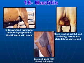 Enlarged gland, mare lame,
  obvious engorgement of
                                                    Gland was hot, painful, and
 )transthoracic vein )arrow
                                                     had stringy milk without
                                                    clots. Edema above gland




                              Enlarged gland with
                               fibrous induration
 