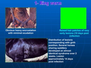 Obvious heavy encrustation            Raised hair patches of very
  with minimal exudation              early lesions )10 days post
                                                )infection
                             Distribution of lesions
                             corresponding with girth
                             position. Several horses
                             sharing saddlery
                             developed an almost
                             identical syndrome over 2
                             weeks. Lesion
                             approximately 14 days
                             post infection
 