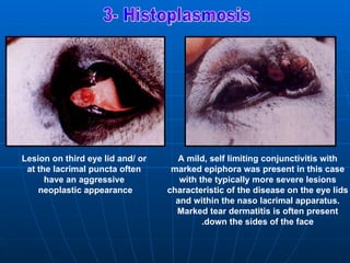 Lesion on third eye lid and/ or     A mild, self limiting conjunctivitis with
 at the lacrimal puncta often      marked epiphora was present in this case
      have an aggressive             with the typically more severe lesions
    neoplastic appearance         characteristic of the disease on the eye lids
                                    and within the naso lacrimal apparatus.
                                    Marked tear dermatitis is often present
                                           .down the sides of the face
 