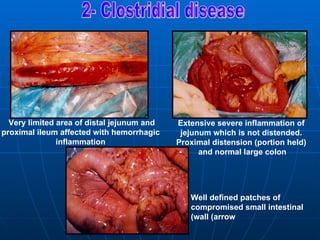 Very limited area of distal jejunum and   Extensive severe inflammation of
proximal ileum affected with hemorrhagic     jejunum which is not distended.
               inflammation                 Proximal distension )portion held(
                                                  and normal large colon




                                               Well defined patches of
                                               compromised small intestinal
                                               )wall )arrow
 