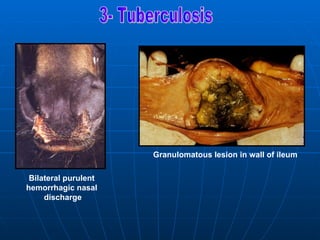Granulomatous lesion in wall of ileum

 Bilateral purulent
hemorrhagic nasal
     discharge
 
