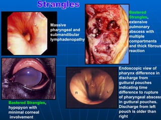Bastered
                                            Strangles,
                                            extensive
                      Massive               pulmonary
                      pharyngeal and        abscess with
                      submandibular         multiple
                      lymphadenopathy       compartments
                                            and thick fibrous
                                            reaction



                                        Endoscopic view of
                                        pharynx difference in
                                        discharge from
                                        guttural pouches
                                        indicating time
                                        difference to rupture
                                        of pharyngeal abscess
Bastered Strangles,                     in guttural pouches.
hypopyon with                           Discharge from left
minimal corneal                         pouch is older than
involvement                             right
 