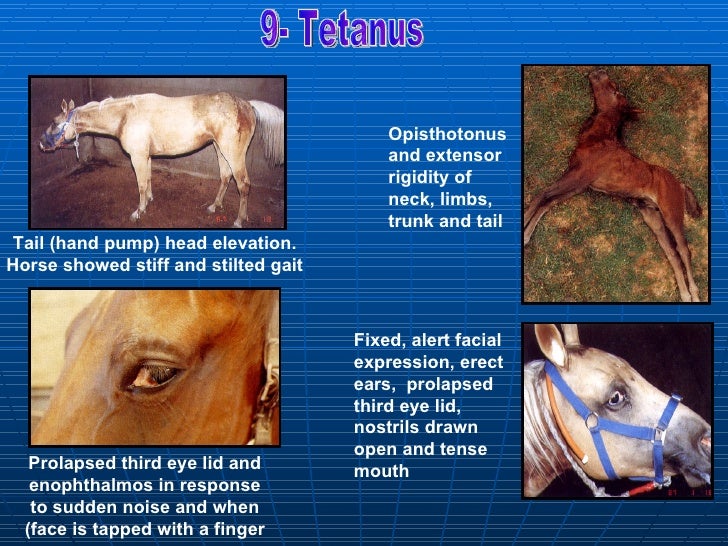 bacterial affections Equine