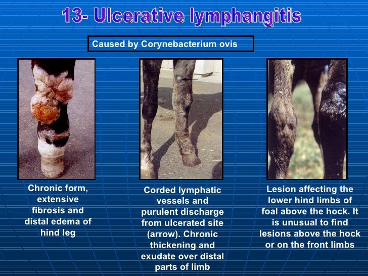 bacterial affections Equine
