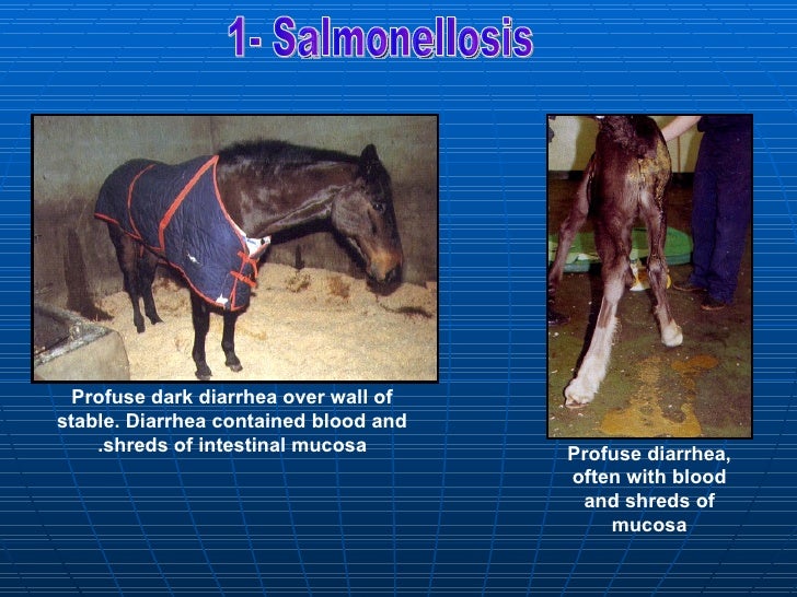 bacterial affections Equine