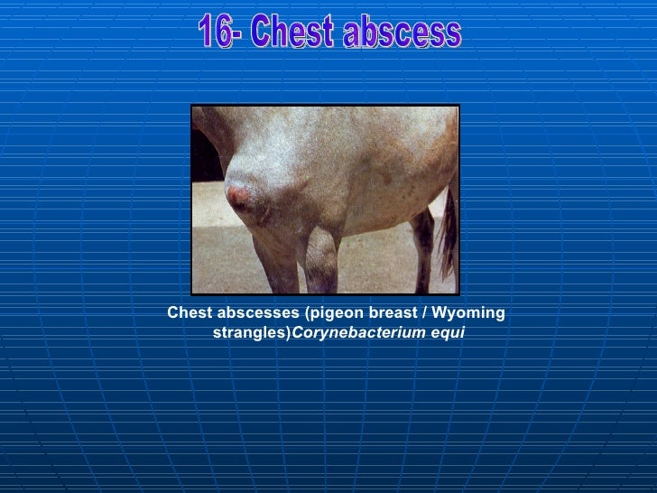 bacterial affections Equine