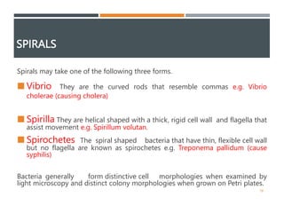 2- bacteriology.pptx a long descriptive information about bacteria | PPTX