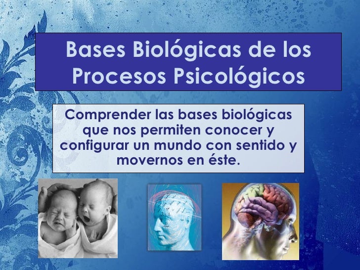 2. bases biológicas de los procesos psicológicos