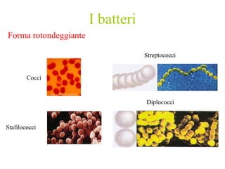 I batteri
Forma rotondeggiante

                                   Streptococci


        Cocci


                                   Diplococci



Stafilococci
 