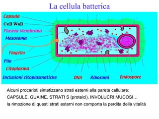 Strati Cellula 2.batteri stu dbio | PPT