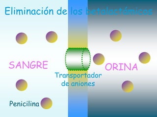 23
Transportador
de aniones
SANGRE ORINA
Eliminación de los betalactámicos
Penicilina
 