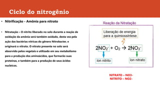 Ciclo do nitrogênio
• Nitrificação - Amônia para nitrato
• Nitratação – O nitrito liberado no solo durante a reação de
oxidação da amônia será também oxidado, desta vez pela
ação das bactérias nítricas do gênero Nitrobacter, e
originará o nitrato. O nitrato presente no solo será
absorvido pelos vegetais e utilizado em seu metabolismo
para a produção dos aminoácidos, que formarão suas
proteínas, e também para a produção de seus ácidos
nucleicos.
NITRATO – NO3-
NITRITO – NO2-
 