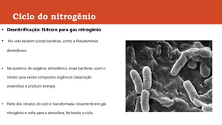 Ciclo do nitrogênio
• Desnitrificação: Nitraro para gás nitrogênio
• No solo existem outras bactérias, como a Pseudomonas
denitrificans.
• Na ausência de oxigênio atmosférico, essas bactérias usam o
nitrato para oxidar compostos orgânicos (respiração
anaeróbia) e produzir energia.
• Parte dos nitratos do solo é transformada novamente em gás
nitrogênio e volta para a atmosfera, fechando o ciclo.
 