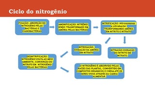 Ciclo do nitrogênio
 