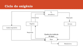 Ciclo do oxigênio
Quebra da molécula
de agua
 