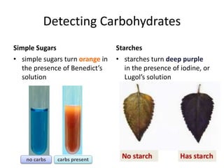 Detecting Starch 2 - Biomolecules and Enzymes.pptx