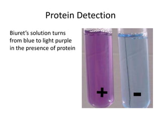 2 - Biomolecules and Enzymes.pptx