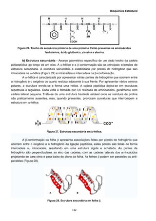 Bioquímica Estrutural
  112
Figura 26. Trecho de sequência primária de uma proteína. Estão presentes os aminoácidos
fenilalanina, ácido glutâmico, cisteína e alanina
b) Estrutura secundária - Arranjo geométrico específico de um dado trecho da cadeia
polipeptídica ao longo de um eixo. A α-hélice e a β-conformação são os principais exemplos de
estrutura secundária. A estrutura secundária é estabilizada por pontes de hidrogênio que são
intracadeia na α-hélice (Figura 27) e intracadeia e intercadeia na β-conformação.
A α-hélice é caracterizada por apresentar várias pontes de hidrogênio que ocorrem entre
o hidrogênio e o oxigênio do quarto resíduo adjacente à sua frente. Por apresentar vários centros
polares, a estrutura enrola-se e forma uma hélice. A cadeia peptídica dobra-se em estruturas
repetitivas e regulares. Cada volta é formada por 3,6 resíduos de aminoácidos, geralmente com
cadeia lateral pequena. Trata-se de uma estrutura bastante estável onde os resíduos de prolina
são praticamente ausentes, mas, quando presentes, provocam curvaturas que interrompem a
estrutura em α-hélice.
Figura 27. Estrutura secundária em α-hélice.
A β-conformação ou folha β apresenta associações feitas por pontes de hidrogênio que
ocorrem entre o oxigênio e o hidrogênio da ligação peptídica, estas pontes são feitas de forma
intercadeia ou intracadeia, resultando em uma estrutura rígida e achatada. As pontes de
hidrogênio são perpendiculares ao eixo das cadeias, com as cadeias laterais dos aminoácidos
projetando-se para cima e para baixo do plano da folha. As folhas β podem ser paralelas ou anti-
paralelas (Figura 28).
Figura 28. Estrutura secundária em folha β.
 