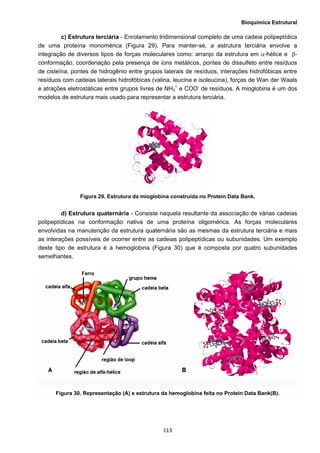 Bioquímica Estrutural
  113
c) Estrutura terciária - Enrolamento tridimensional completo de uma cadeia polipeptídica
de uma proteína monomérica (Figura 29). Para manter-se, a estrutura terciária envolve a
integração de diversos tipos de forças moleculares como: arranjo da estrutura em α-hélice e β-
conformação, coordenação pela presença de íons metálicos, pontes de dissulfeto entre resíduos
de cisteína, pontes de hidrogênio entre grupos laterais de resíduos, interações hidrofóbicas entre
resíduos com cadeias laterais hidrofóbicas (valina, leucina e isoleucina), forças de Wan der Waals
e atrações eletrostáticas entre grupos livres de NH3
+
e COO-
de resíduos. A mioglobina é um dos
modelos de estrutura mais usado para representar a estrutura terciária.
Figura 29. Estrutura da mioglobina construída no Protein Data Bank.
d) Estrutura quaternária - Consiste naquela resultante da associação de várias cadeias
polipeptídicas na conformação nativa de uma proteína oligomérica. As forças moleculares
envolvidas na manutenção da estrutura quaternária são as mesmas da estrutura terciária e mais
as interações possíveis de ocorrer entre as cadeias polipeptídicas ou subunidades. Um exemplo
deste tipo de estrutura é a hemoglobina (Figura 30) que é composta por quatro subunidades
semelhantes.
Figura 30. Representação (A) e estrutura da hemoglobina feita no Protein Data Bank(B).
 