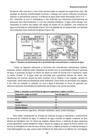 Bioquímica Estrutural
  90
formas de vida; pois ela é o meio onde ocorrem todas as reações dos organismos vivos. Ela
participa de diversas transformações químicas e interage com outras moléculas tornando-as
solúveis ou parcialmente solúveis. A molécula de água pode sofrer dissociação (H2O H+
+ -
OH ) formando os íons H+
(hidrogênio) e –
OH (hidroxila) que influenciam profundamente as
estruturas das macromoléculas e o pH das soluções biológicas. A água pode interagir com
compostos no interior das células. Na reação de síntese de um peptídeo, uma molécula de
água é produzida por desidratação (Figura 1A) e na digestão de um dissacarídeo, por hidrólise
são produzidas duas moléculas de glicose (Figura 1B).
Figura 1. Reações de desidratação (A) e de hidrólise (B) onde participam a molécula da água
Todos os aspectos estruturais e funcionais das biomoléculas (carboidratos, lipídeos,
proteínas, ácidos nucléicos) estão adaptados de acordo com as propriedades físicas e químicas
da água. A proporção da água no interior da célula vai variar de acordo com o organismo, órgão
ou tecido (Tabela 1). A água pode ser eliminada dos organismos através de várias vias.
Geralmente nos animais através da pele, pulmões, rins e intestino e nos vegetais, através da
evaporação, sendo feita principalmente pelos estômatos. Outra forma de eliminação nos vegetais
é por meio da sudação ou gutação, na qual a água é eliminada na forma de gotículas por
aberturas especiais encontradas principalmente nas bordas e nas pontas das folhas.
Tabela 1. Variação no percentual de água em organismos, órgãos e tecidos*
Organismo, órgão ou tecido Teor de água (%)
Homem Adulto 65
Feto 94
Cérebro 80
Tecido Adiposo 20
Células ósseas 20
* Varia conforme organismo, atividade metabólica, idade, estado fisiológico.
Para melhor compreender as virtudes da molécula da água é importante o conhecimento
da estrutura da molécula de água. A molécula da água consiste na ligação covalente de dois
átomos de hidrogênio com um átomo de oxigênio. Dessa forma, a molécula da água apresenta
arranjo geométrico quase tetraédrico, onde o átomo de oxigênio se dispõe de forma central e os
átomos de hidrogênio em dois de seus vértices. Como o oxigênio presente na molécula de água é
mais eletronegativo (ou seja, possui maior tendência em atrair para si os elétrons em uma ligação
 