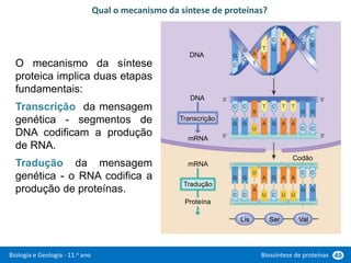 Biologia e Geologia - 11.o ano Biossíntese de proteínas 49
Qual o mecanismo da síntese de proteínas?
O mecanismo da síntese
proteica implica duas etapas
fundamentais:
Transcrição da mensagem
genética - segmentos de
DNA codificam a produção
de RNA.
Tradução da mensagem
genética - o RNA codifica a
produção de proteínas.
Transcrição
Tradução
Codão
DNA
mRNA
Proteína
DNA
mRNA
Lis Ser Val
 