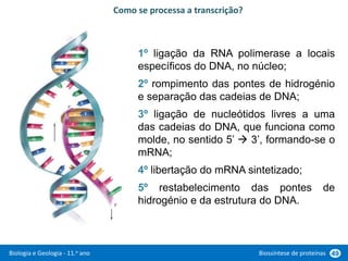 Biologia e Geologia - 11.o ano Biossíntese de proteínas 49
1º ligação da RNA polimerase a locais
específicos do DNA, no núcleo;
2º rompimento das pontes de hidrogénio
e separação das cadeias de DNA;
3º ligação de nucleótidos livres a uma
das cadeias do DNA, que funciona como
molde, no sentido 5’  3’, formando-se o
mRNA;
4º libertação do mRNA sintetizado;
5º restabelecimento das pontes de
hidrogénio e da estrutura do DNA.
Como se processa a transcrição?
 