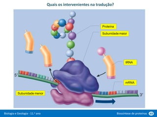 Biologia e Geologia - 11.o ano Biossíntese de proteínas 49
Quais os intervenientes na tradução?
Subunidade menor
mRNA
Subunidade maior
tRNA
Proteína
 