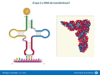 Biologia e Geologia - 11.o ano Biossíntese de proteínas 49
O que é o RNA de transferência?
 